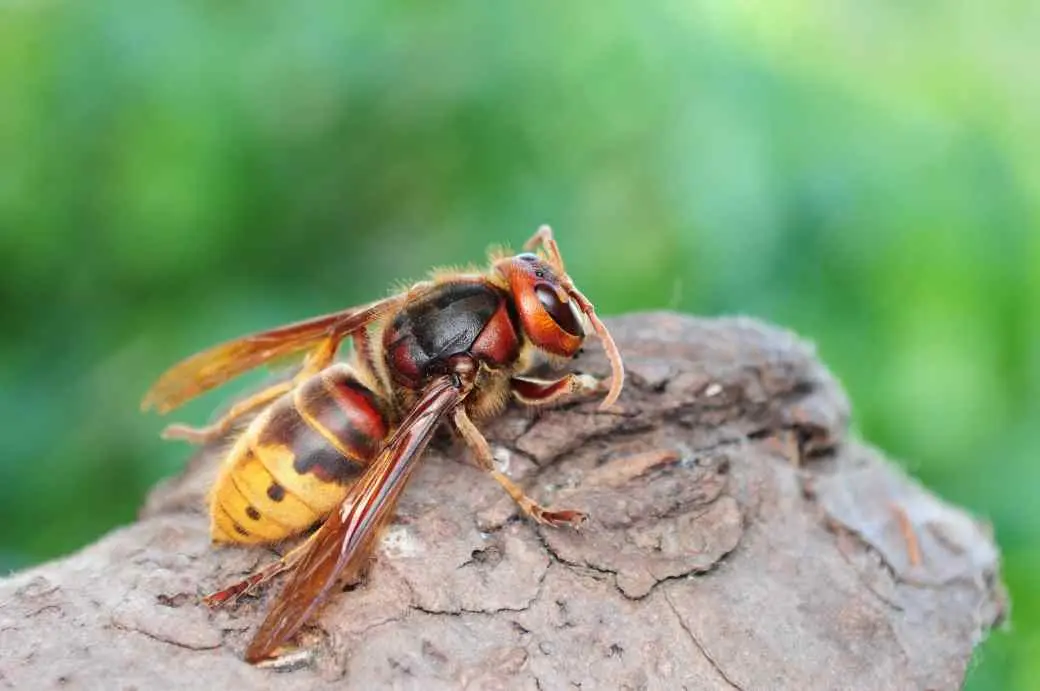 European Hornet European Hornet
