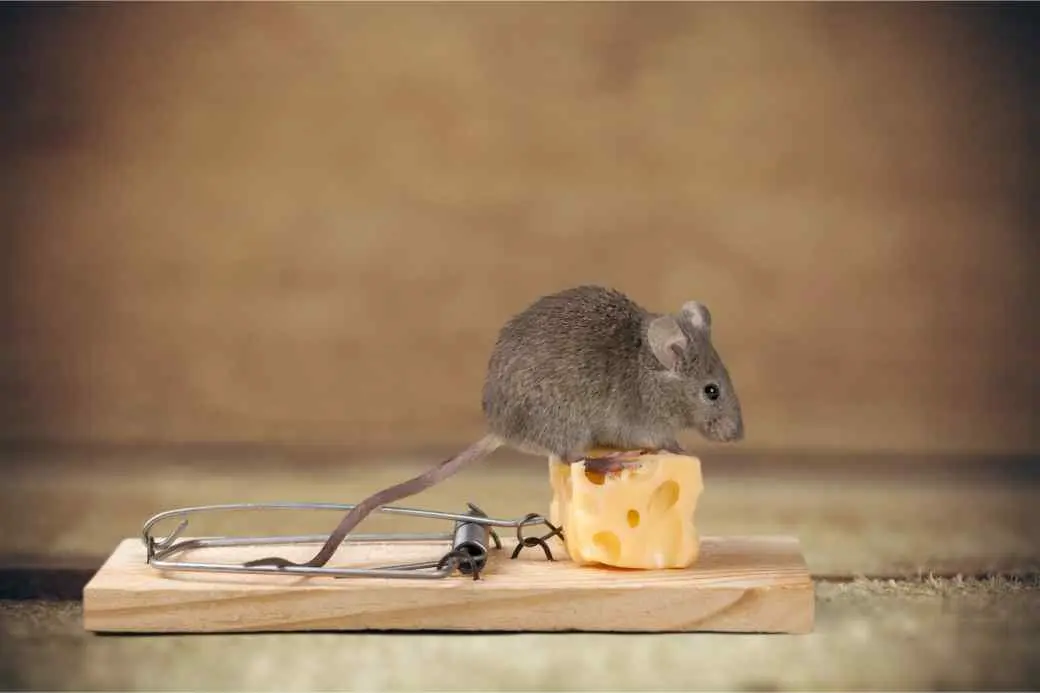 House Mouse House Mouse