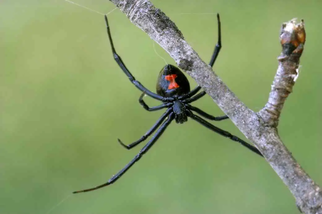 Black Widow Black Widow