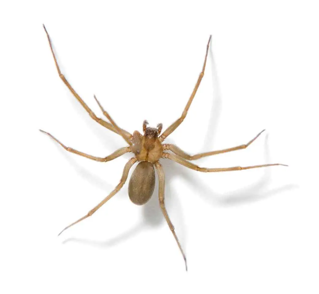 Brown Recluse Brown Recluse