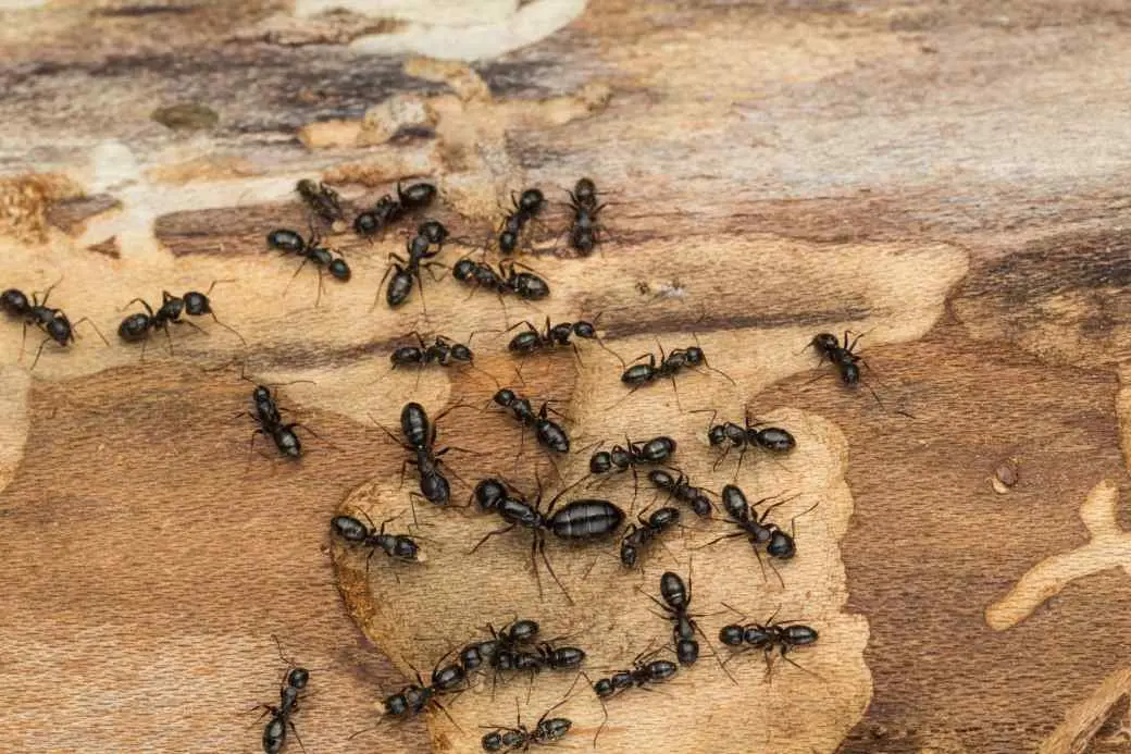 Carpenter Ant Carpenter Ant