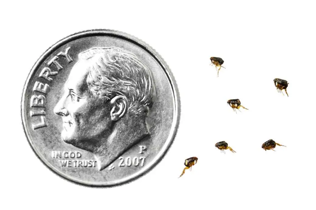 Fleas Fleas