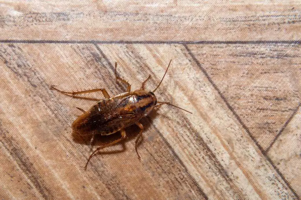 German Cockroach German Cockroach