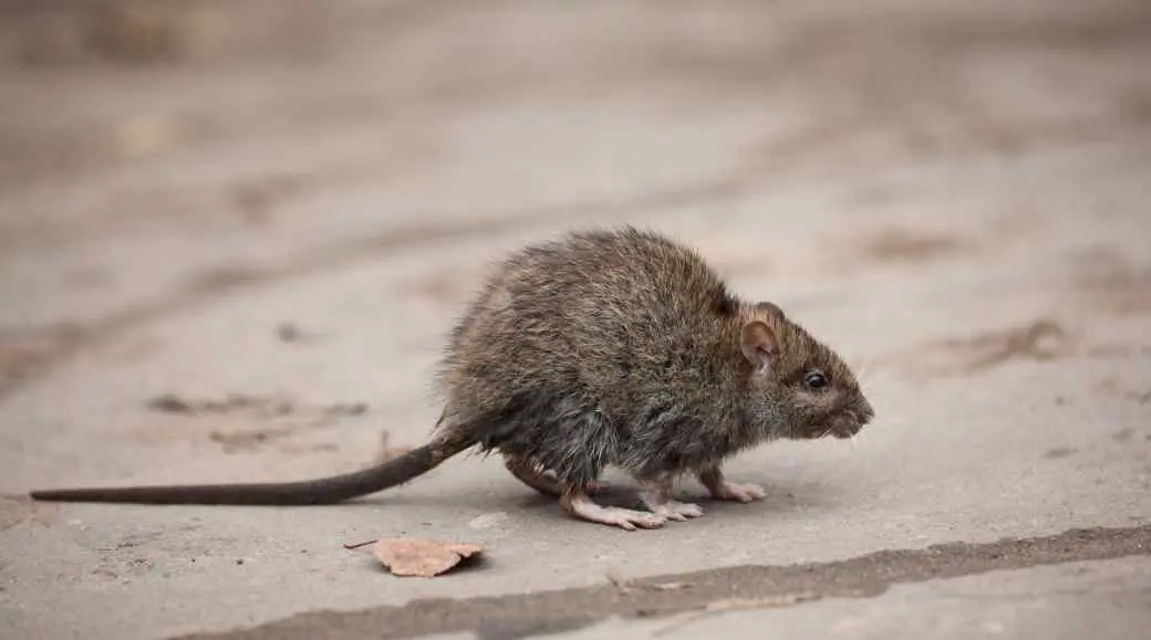 Roof Rat Roof Rat