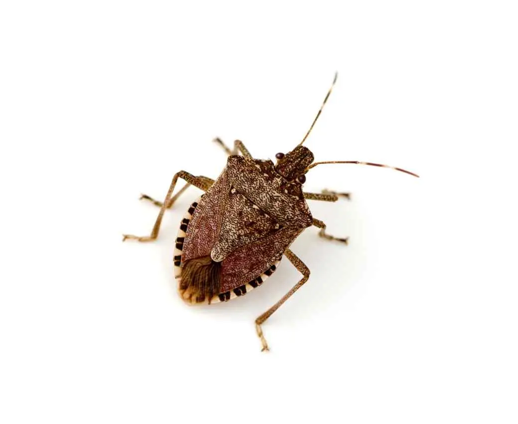 Stink Bug Stink Bug