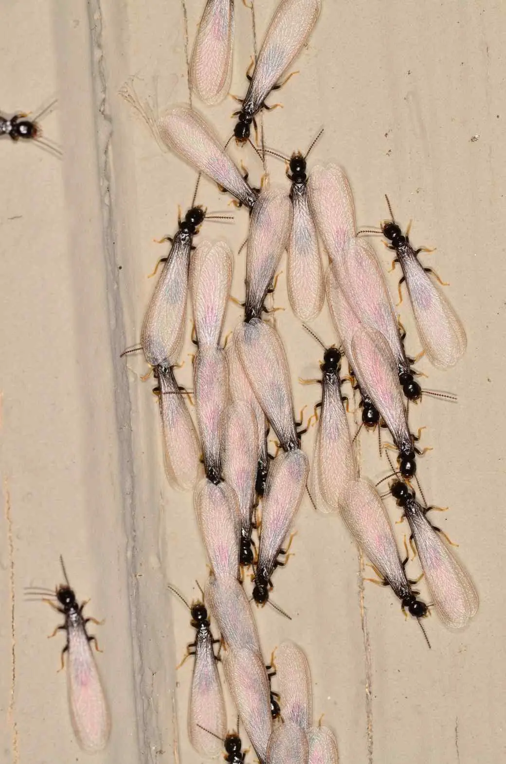 Subterranean Termite Subterranean Termite