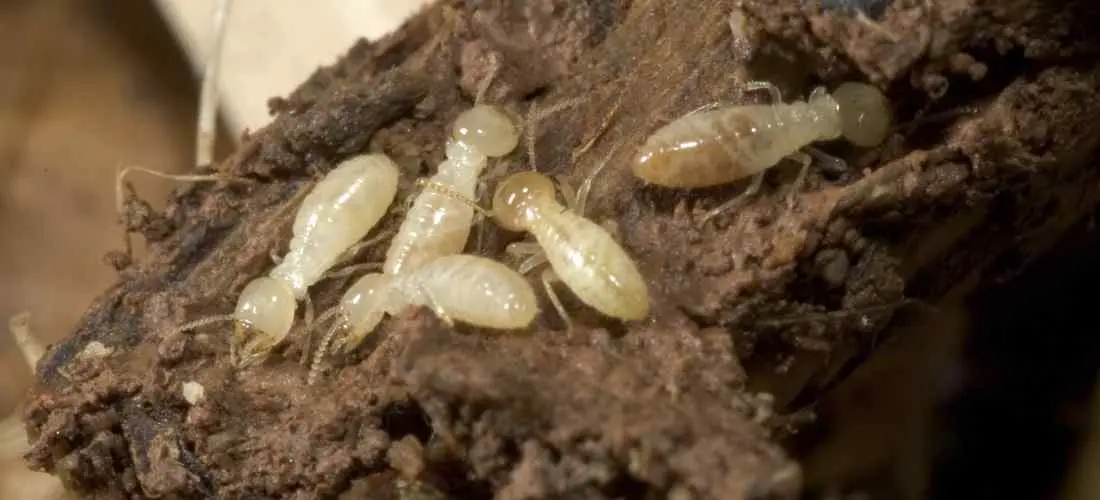 Termites Termites