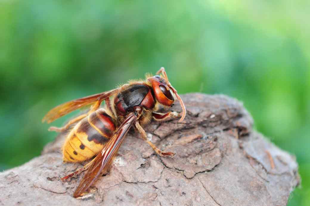 European Hornet European Hornet