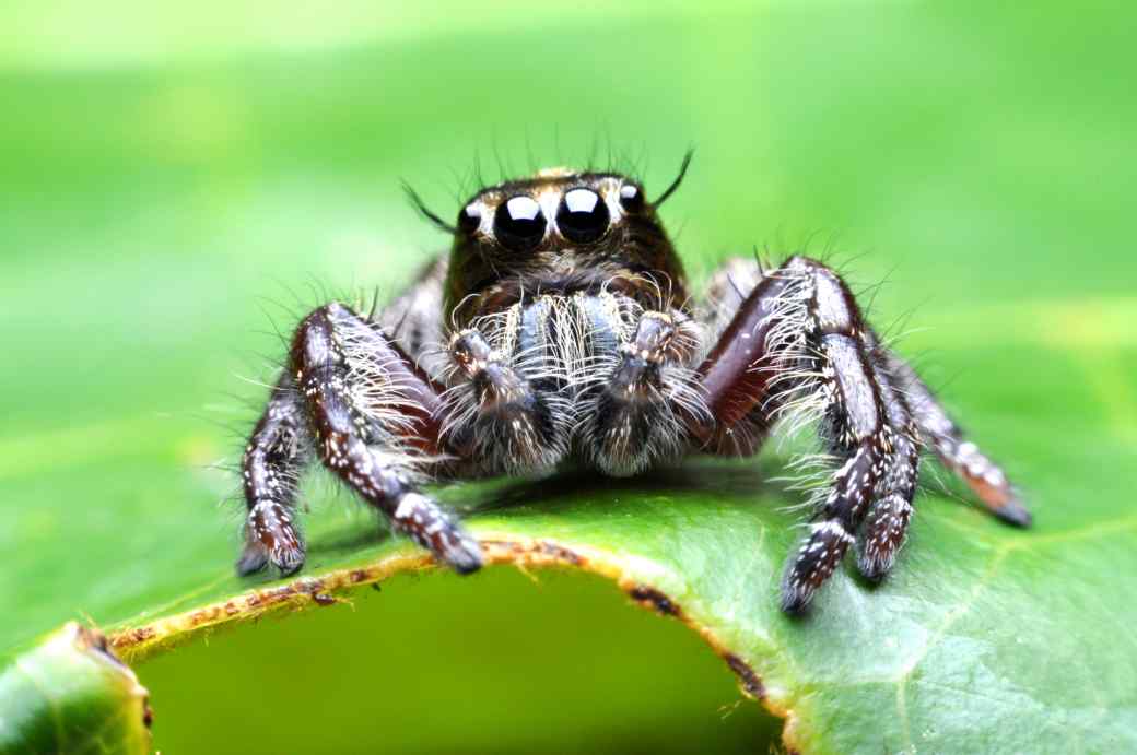 Jumping Spider Jumping Spider