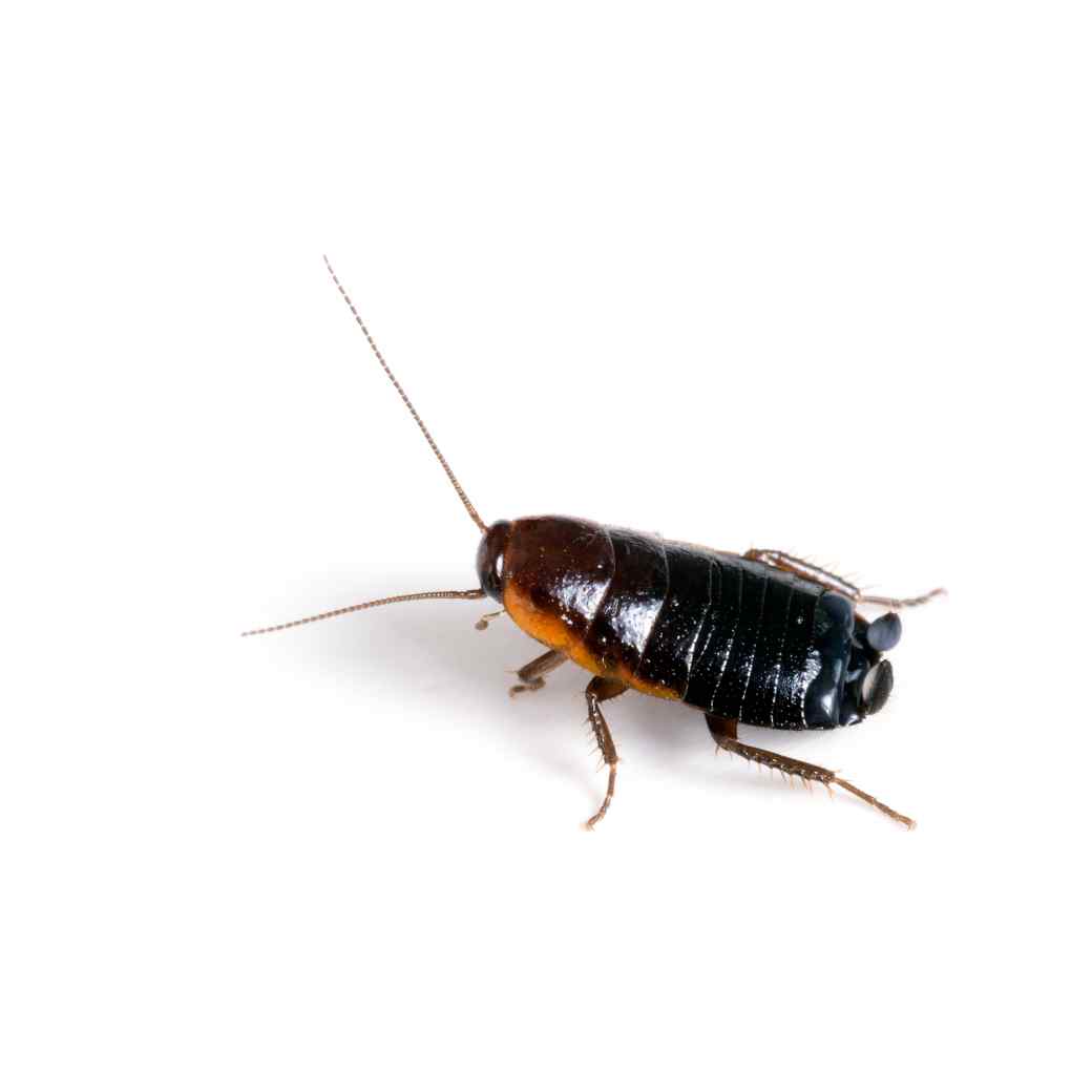 Oriental Cockroach Oriental Cockroach