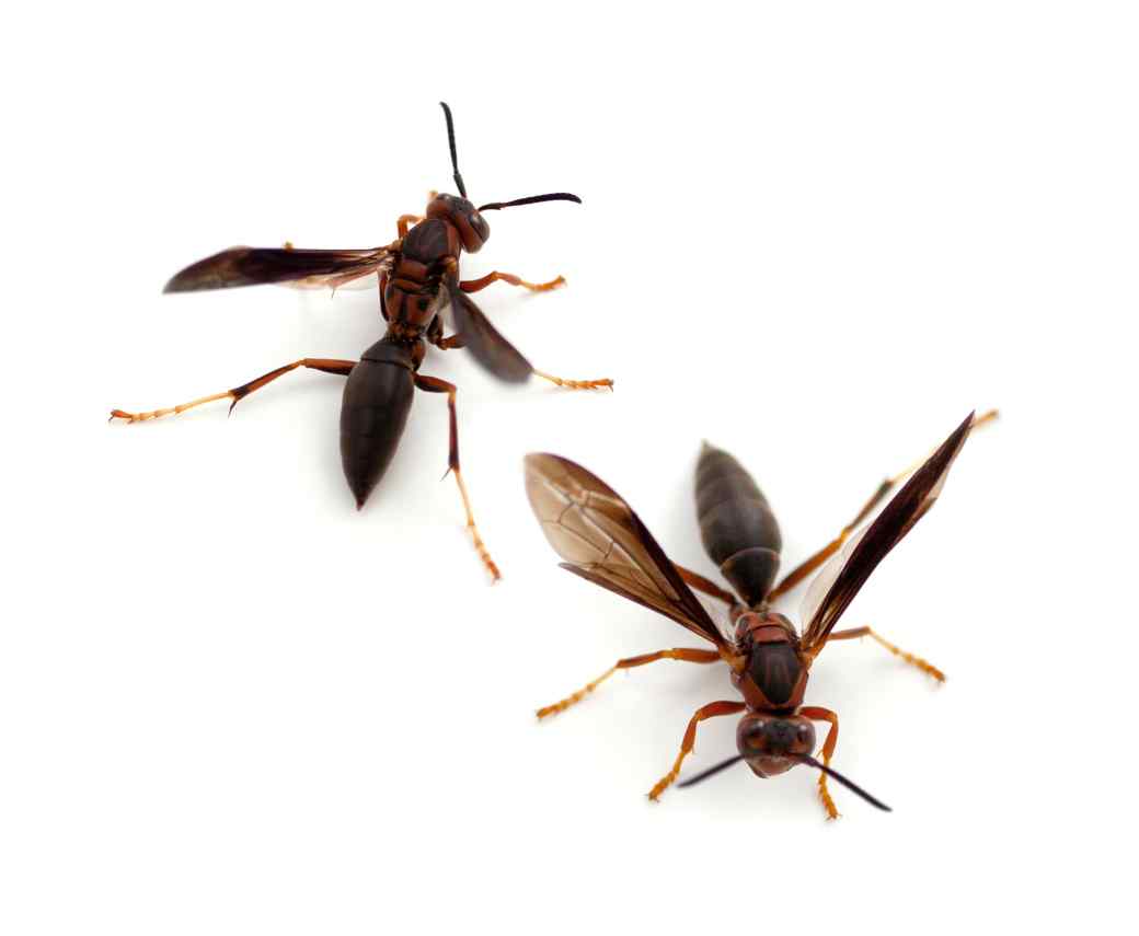 Paper Wasps Paper Wasps