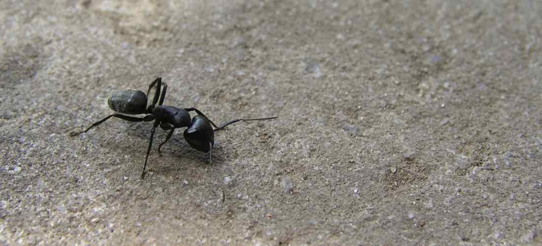Ant Ant