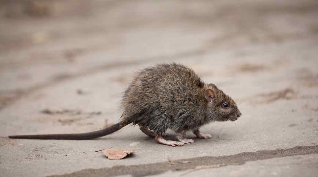 Roof Rat Roof Rat
