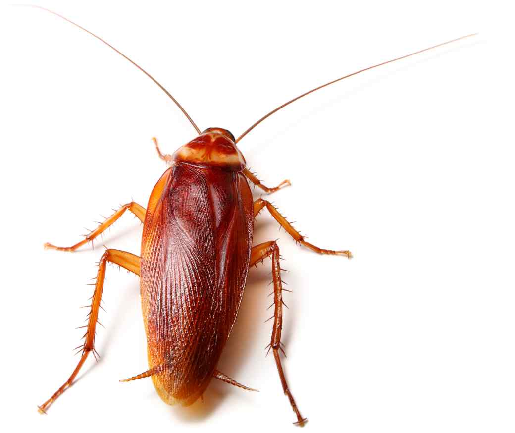 Wood Cockroach Wood Cockroach